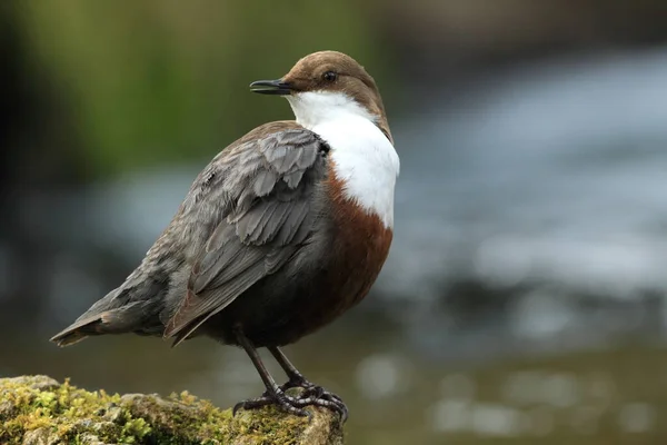 Bílý Hrdlo Dipper Cinclus Cinclus Německo — Stock fotografie