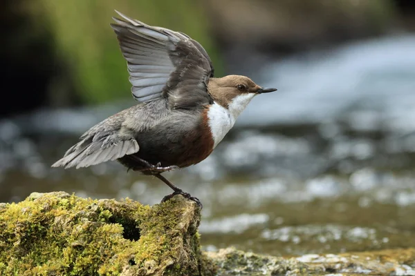 Weißkehlbauch Cinclus Cinclus Deutschland — Stockfoto