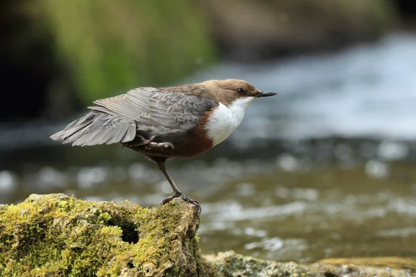 White Throated Dipper Cinclus Cinclus Tyskland - Stock-foto