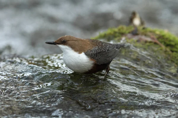 Bílý Hrdlo Dipper Cinclus Cinclus Německo — Stock fotografie