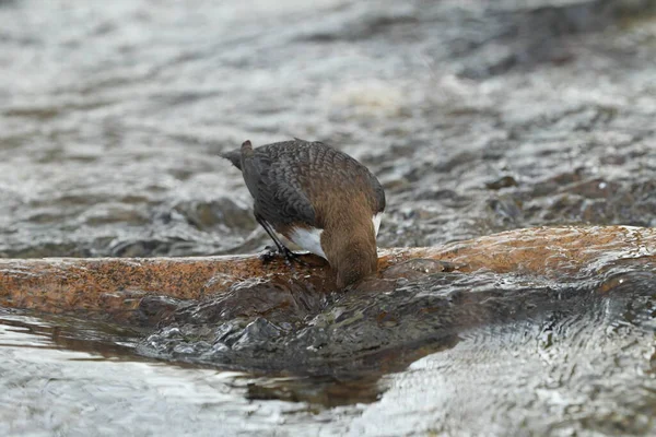 Fehértorkú Dipper Cinclus Cinclus Németország — Stock Fotó