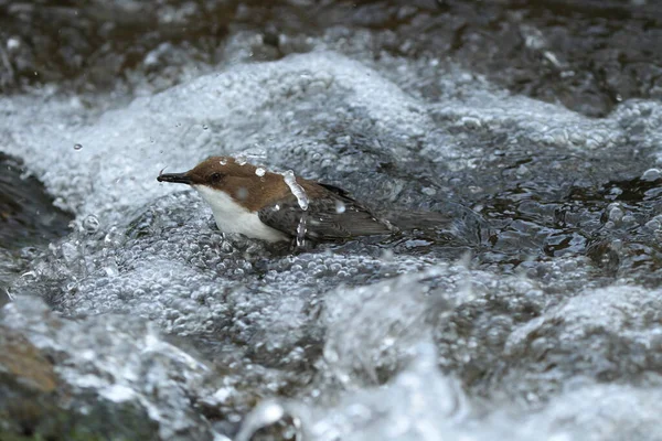 Bílý Hrdlo Dipper Cinclus Cinclus Německo — Stock fotografie