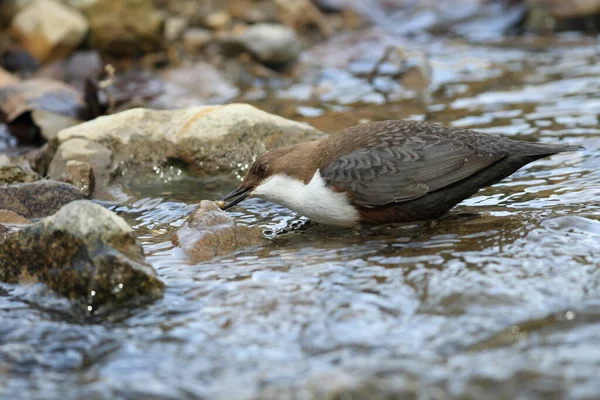 Fehértorkú Dipper Cinclus Cinclus Németország — Stock Fotó