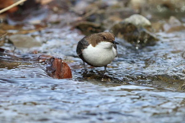 White Throated Dipper Cinclus Cinclus Alemanha — Fotografia de Stock