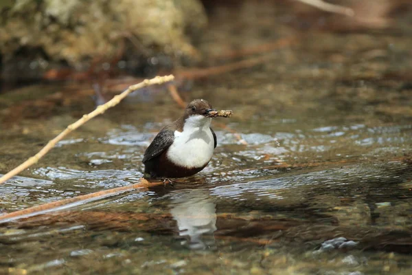 Osa Garganta Blanca Cinclus Cinclus Alemania — Foto de Stock