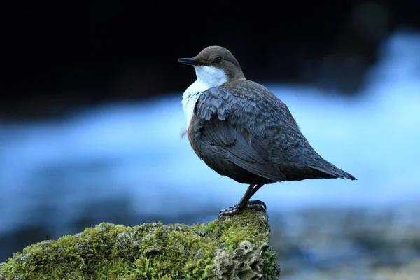 White Throated Dipper Cinclus Cinclus Tyskland - Stock-foto