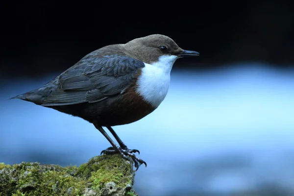 Osa Garganta Blanca Cinclus Cinclus Alemania — Foto de Stock