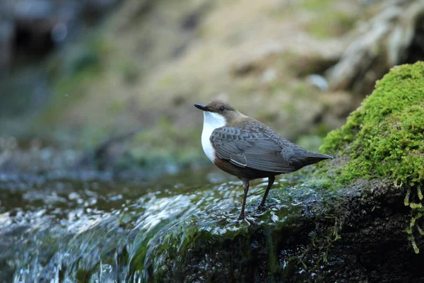 Weißkehlbauch Cinclus Cinclus Deutschland — Stockfoto