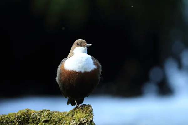 White Throated Dipper Cinclus Cinclus Німеччина — стокове фото