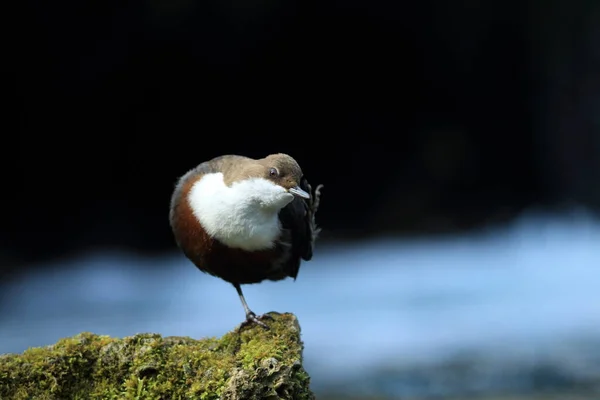 White Throated Dipper Cinclus Cinclus Duitsland — Stockfoto