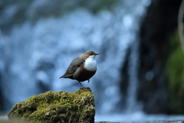 Bílý Hrdlo Dipper Cinclus Cinclus Německo — Stock fotografie