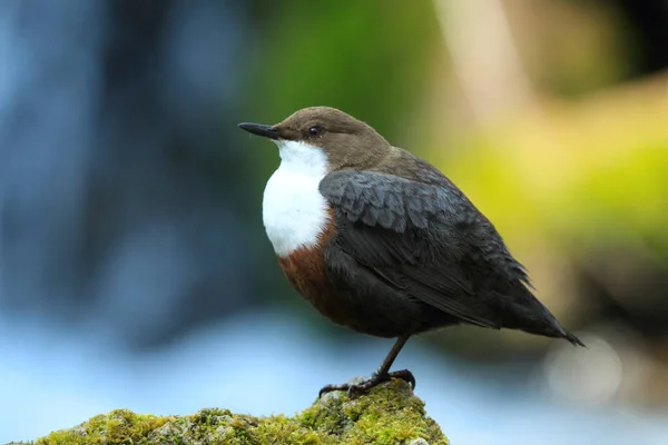 White Throated Dipper Cinclus Cinclus Germany — 스톡 사진