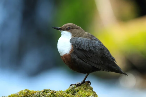 Bílý Hrdlo Dipper Cinclus Cinclus Německo — Stock fotografie