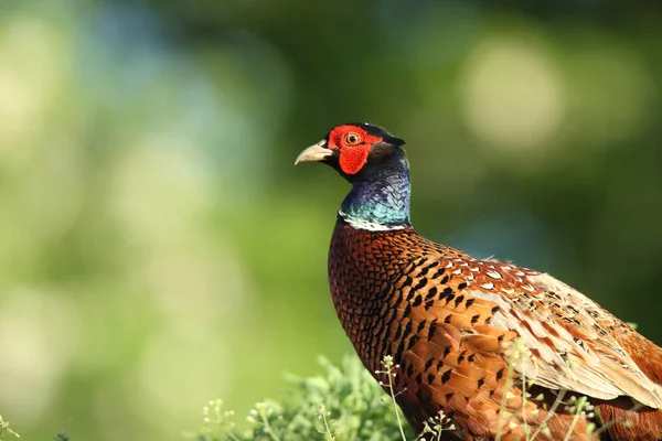 Közönséges Fácán Phasianus Colchicus Természetes Élőhelyen Németország — Stock Fotó