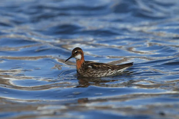 Falarope Dal Collo Rosso Phalaropus Lobatus Nell Habitat Naturale Dell — Foto Stock