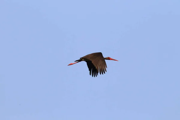 Flying Black Stork Ciconia Nigra Southern Germany — Stock Photo, Image