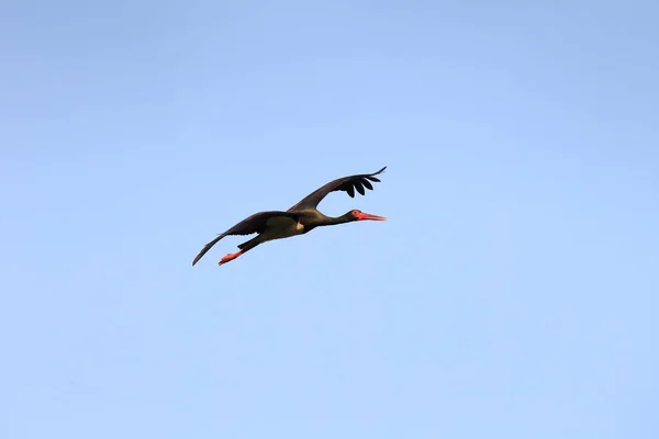 Una Cigüeña Negra Voladora Ciconia Nigra Sur Alemania — Foto de Stock