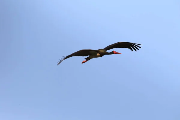 Una Cigüeña Negra Voladora Ciconia Nigra Sur Alemania — Foto de Stock