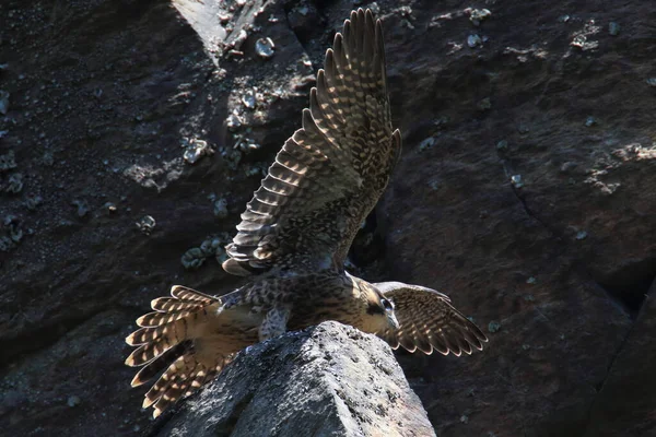 Young Peregrine Falcon Falco Peregrinus Saxony Germany — 스톡 사진