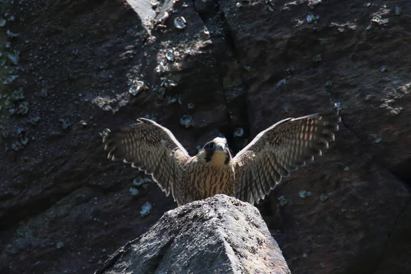 Young Peregrine Falcon Falco Peregrinus Saxony Germany — 스톡 사진