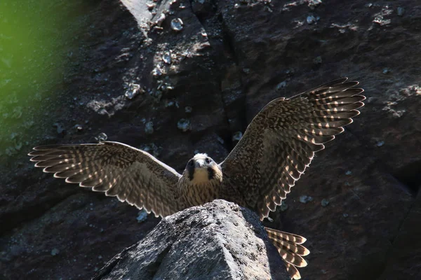 Jeune Faucon Pèlerin Falco Peregrinus Saxe Allemagne — Photo