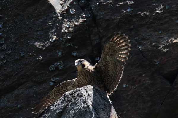 Young Peregrine Falcon Falco Peregrinus Saxony Germany — 스톡 사진