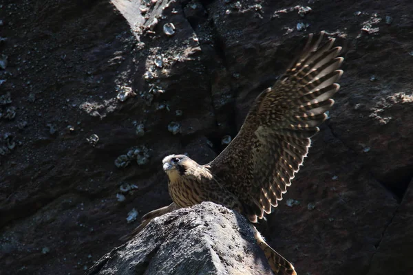 Jeune Faucon Pèlerin Falco Peregrinus Saxe Allemagne — Photo