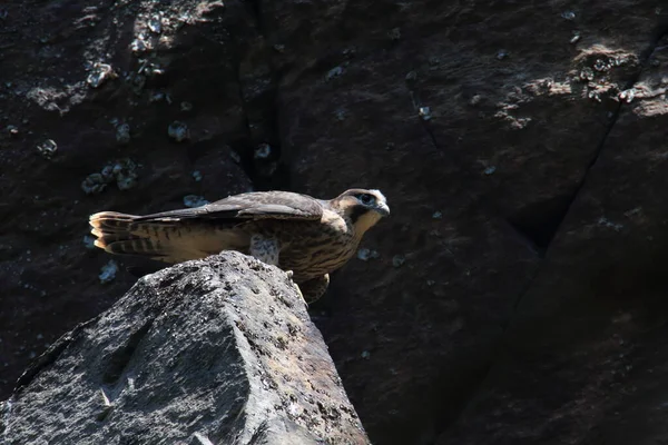 Jeune Faucon Pèlerin Falco Peregrinus Saxe Allemagne — Photo