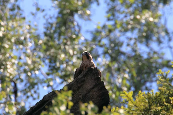 Mladý Peregrine Falcon Falco Peregrinus Sasko Německo — Stock fotografie