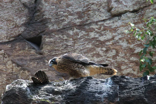 Young Peregrine Falcon Falco Peregrinus Saxony Germany — Stock Photo, Image