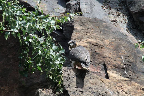 Young Peregrine Falcon Falco Peregrinus Saxony Germany — 스톡 사진