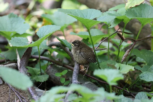 Eurazjatycki Wren Troglodyty Troglodyty Pisklę Czeka Jedzenie Niemcy — Zdjęcie stockowe