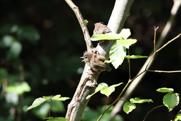 Eurasian Wren Troglodytes Troglodytes Chicks Waiting Food Germany — Stock Photo, Image