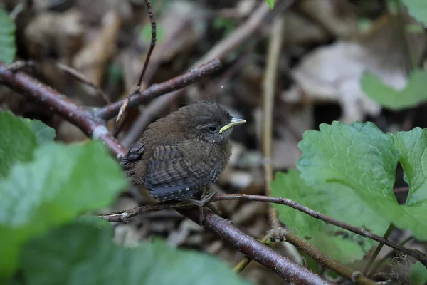 Troglodytes Troglodytes Troglodytes Troglodytes Poussin Attente Nourriture Allemagne — Photo