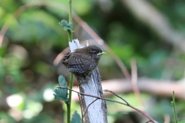 Eurásia Wren Troglodytes Troglodytes Filhote Espera Comida Alemanha — Fotografia de Stock