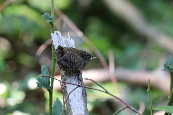 Eurazjatycki Wren Troglodyty Troglodyty Pisklę Czeka Jedzenie Niemcy — Zdjęcie stockowe