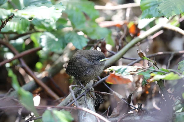 Eurazjatycki Wren Troglodyty Troglodyty Pisklę Czeka Jedzenie Niemcy — Zdjęcie stockowe