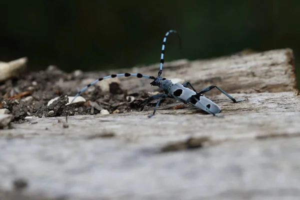 Rosalia Longicorn Rosalia Alpina Alpine Longhorn Kever Zwaben Jura Duitsland — Stockfoto