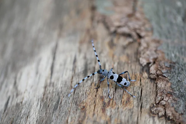 Rosalia Longicorn Rosalia Alpina Escarabajo Alpino Cuerno Largo Swabian Jura — Foto de Stock