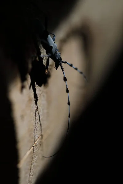 Rosalia Longicorn Rosalia Alpina Alpine Longhorn Beetle Swabian Jura Γερμανία — Φωτογραφία Αρχείου