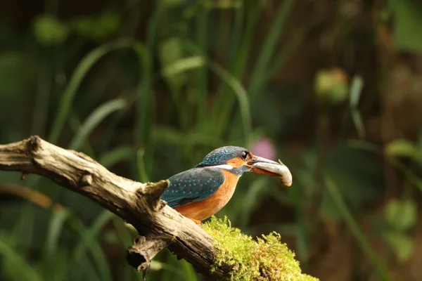 Martin Pêcheur Commun Alcedo Atthis Martin Pêcheur Eurasiatique — Photo