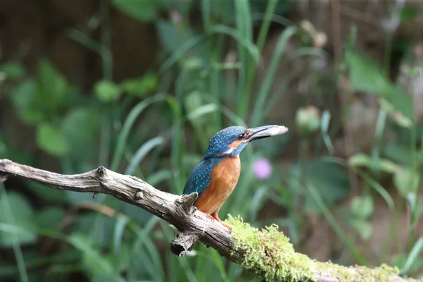 Common Kingfisher Alcedo Atthis Eurasian Kingfisher — Stock Photo, Image