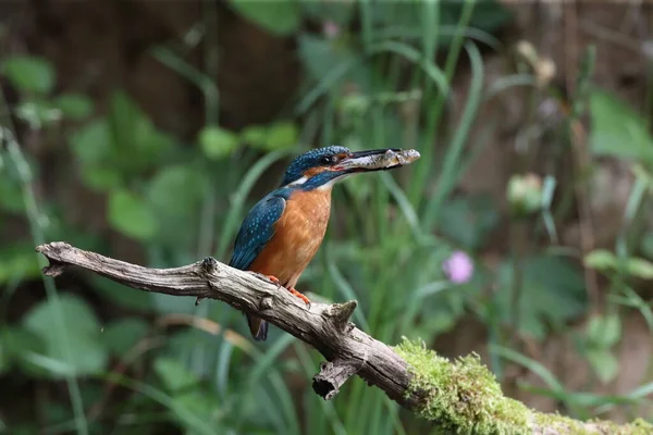 Martin Pêcheur Commun Alcedo Atthis Martin Pêcheur Eurasiatique — Photo