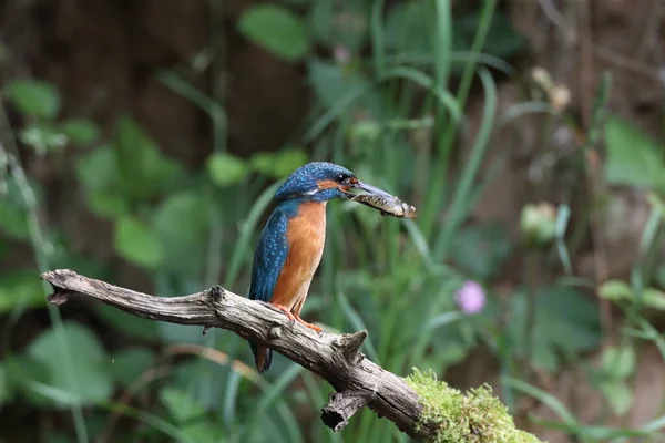 Martin Pêcheur Commun Alcedo Atthis Martin Pêcheur Eurasiatique — Photo