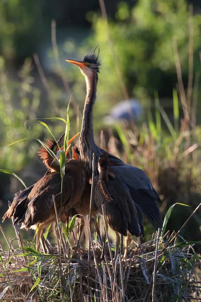 Purpurhäger Ardea Purpurea Unga Fåglar Som Tigger Föda Hos Vuxna — Stockfoto