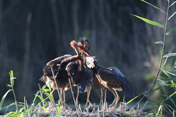 Garza Púrpura Ardea Purpurea Aves Jóvenes Pidiendo Comida Las Aves —  Fotos de Stock