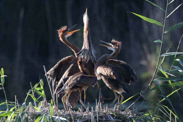 Garza Púrpura Ardea Purpurea Aves Jóvenes Pidiendo Comida Las Aves —  Fotos de Stock