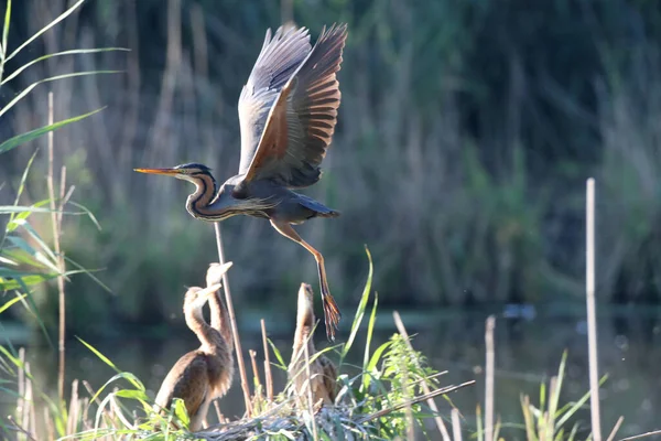 Purple Heron Ardea Purpurea Baden Wuerttemberg Saksa — kuvapankkivalokuva