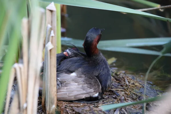 Little Grebe Tachybaptus Ruficollis Chicks Nest Germany — Stock Photo, Image