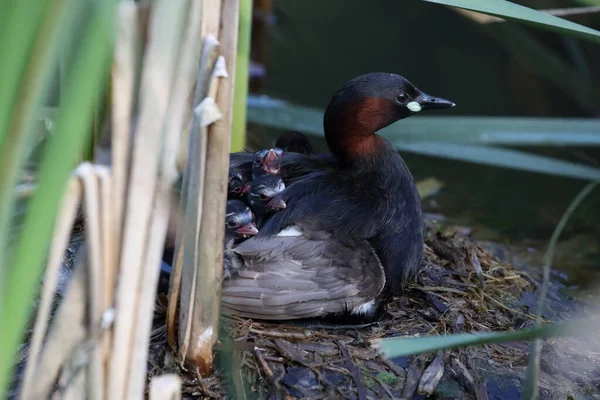 Piccolo Grebe Tachybaptus Ruficollis Pulcini Sul Nido Germania — Foto Stock